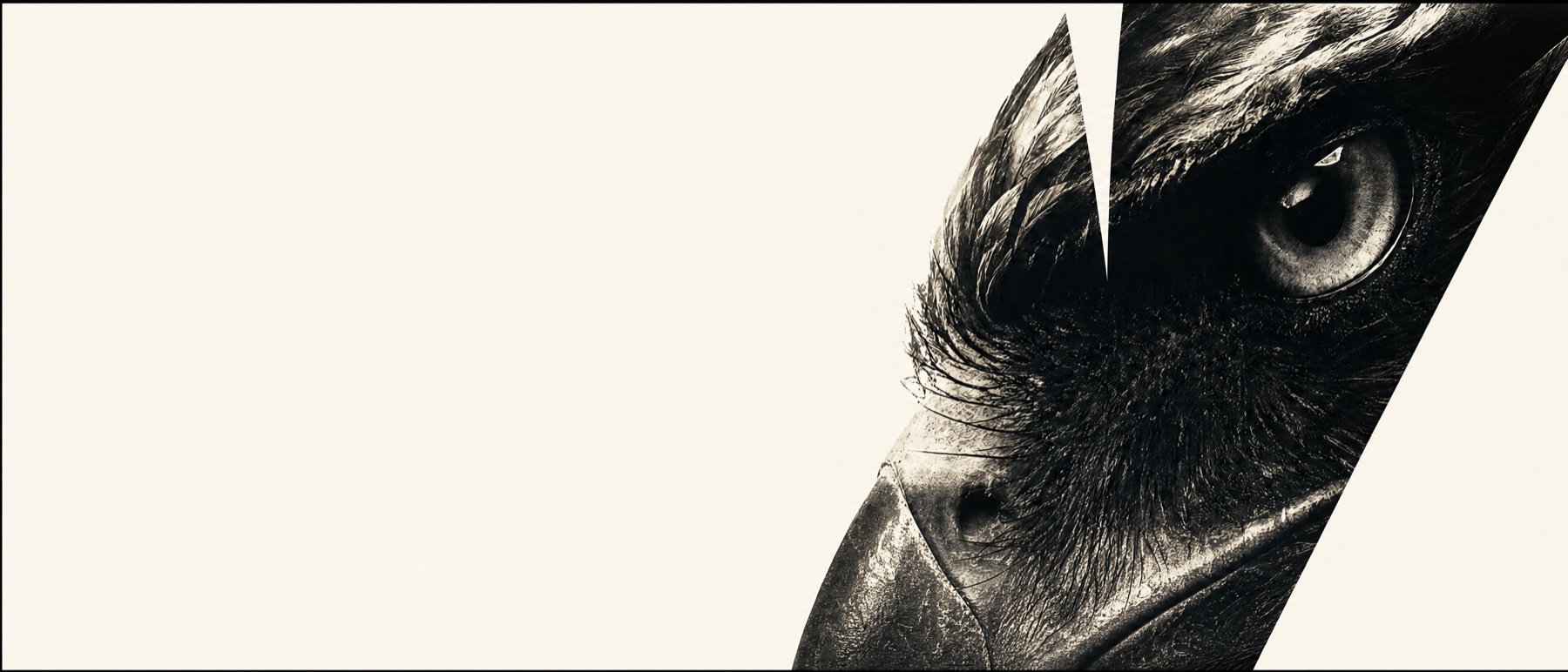 Raven eye detail